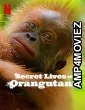 Secret Lives of Orangutans (2024) ORG Hindi Dubbed Movie